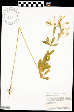 Euphorbia bicolor image