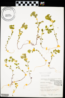 Euphorbia tetrapora image