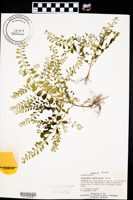 Phyllanthus caroliniensis image