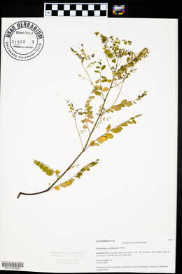 Phyllanthus caroliniensis image