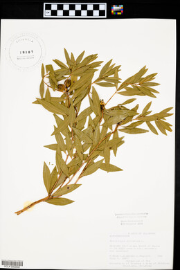 Stillingia sylvatica image