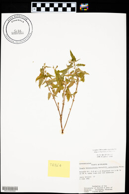 Tragia betonicifolia image