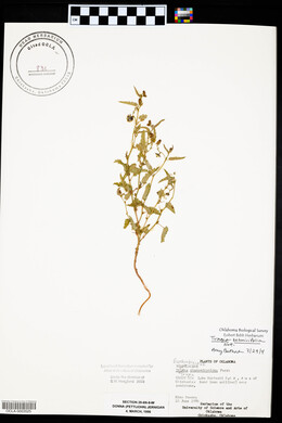 Tragia betonicifolia image