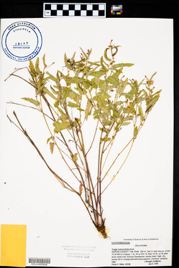 Tragia betonicifolia image