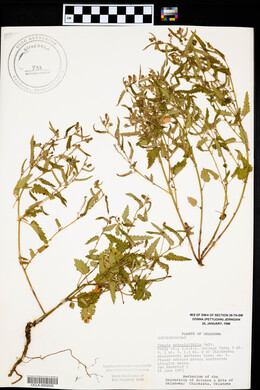 Tragia betonicifolia image