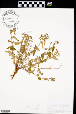 Tragia urticifolia image
