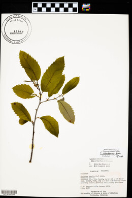 Castanea ozarkensis image