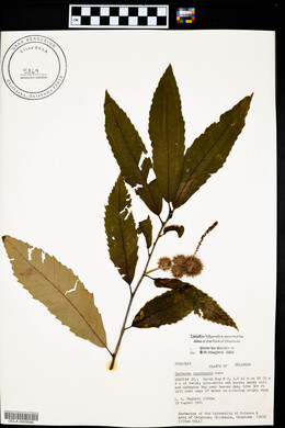 Castanea ozarkensis image