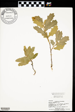 Quercus gambelii image