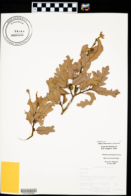 Quercus havardii image