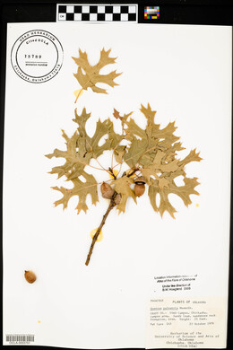 Quercus palustris image