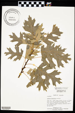 Quercus palustris image