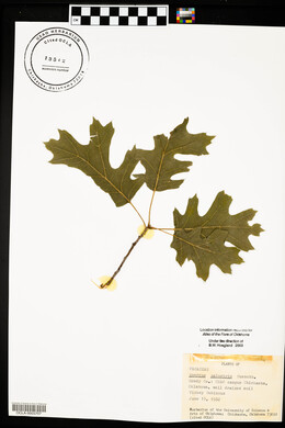 Quercus palustris image