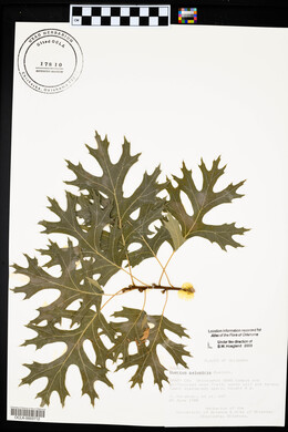 Quercus palustris image