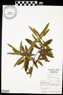 Quercus phellos image