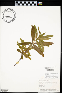 Quercus phellos image