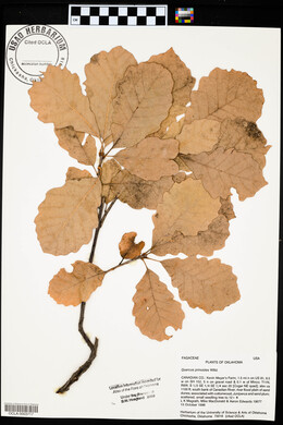 Quercus prinoides image