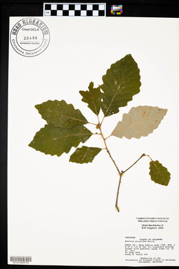 Quercus prinoides image