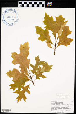 Quercus shumardii image