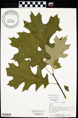 Quercus shumardii image