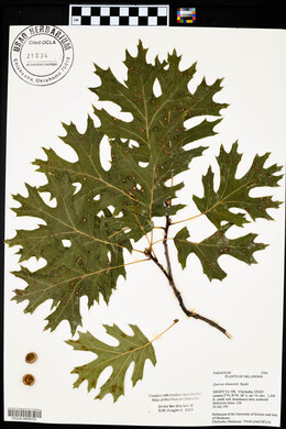 Quercus shumardii image