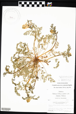 Corydalis aurea subsp. occidentalis image