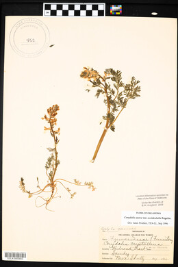 Corydalis aurea image