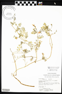 Corydalis aurea image