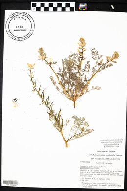 Corydalis aurea image