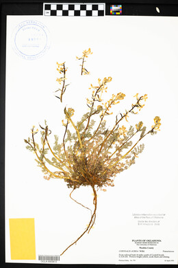 Corydalis aurea image