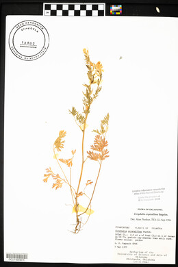 Corydalis crystallina image