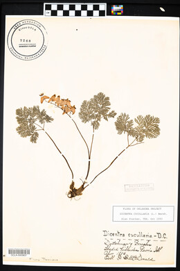 Dicentra cucullaria image