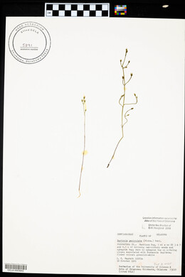 Bartonia paniculata image