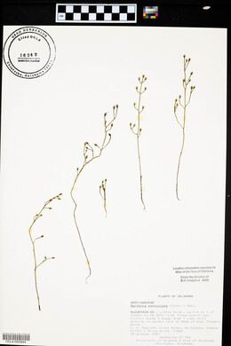 Bartonia paniculata image