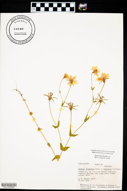 Sabatia campestris image