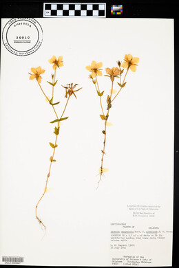 Sabatia campestris image