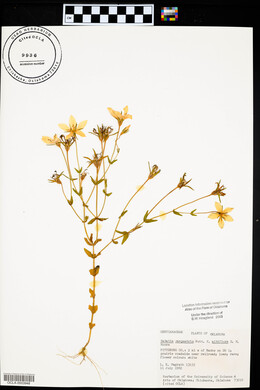 Sabatia campestris image