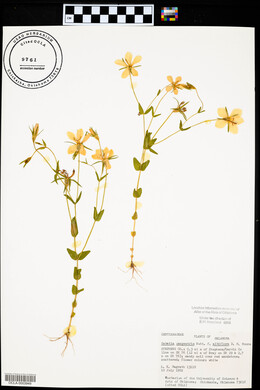 Sabatia campestris image