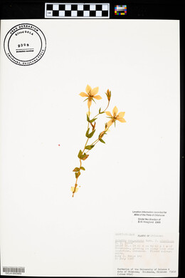 Sabatia campestris image