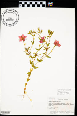 Sabatia campestris image