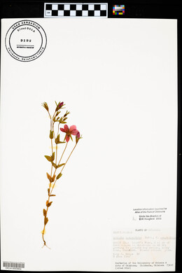 Sabatia campestris image