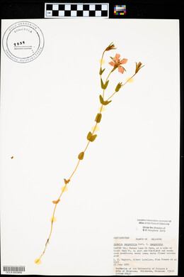 Sabatia campestris image