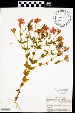 Sabatia campestris image