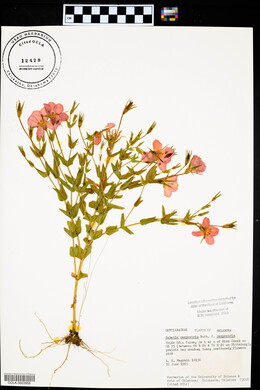 Sabatia campestris image