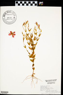 Sabatia campestris image