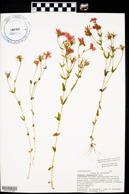 Sabatia campestris image