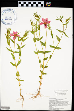 Sabatia campestris image