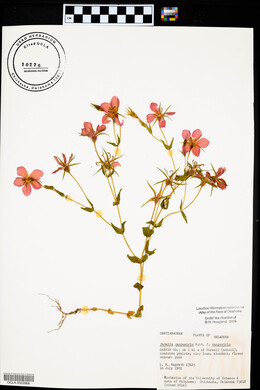 Sabatia campestris image