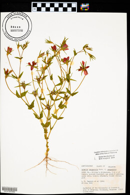 Sabatia campestris image