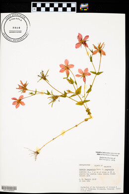 Sabatia campestris image